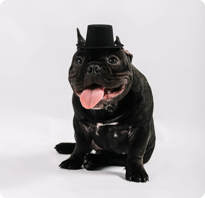 Tu fotógrafo especializado en fotografía de mascotas en Las Palmas